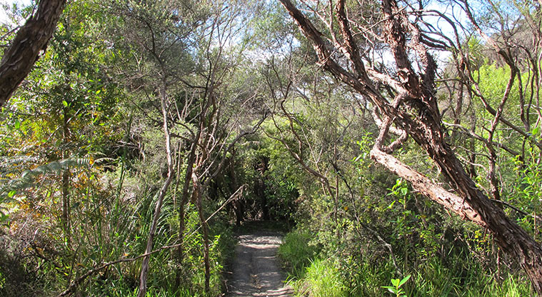 Centennial Park Path - Weave your way through the regenerating bush