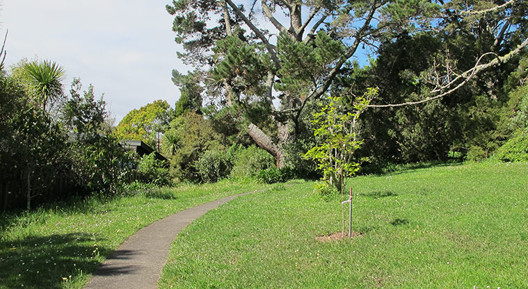 Centennial Park Path - Path through clearing area