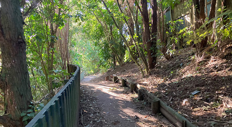 Clearwater Cove Path - Bush path heading back towards Luckens Reserve.