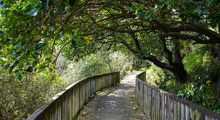 Clendon Path - Short shaded boardwalk section
