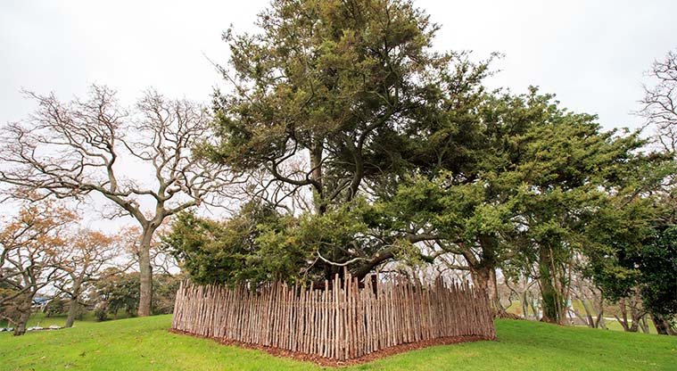 Coast to Coast Path (City to Pukekawa / Auckland Domain) – Tōtara tree planted in 1940 by Princess Te Puea Herangi.