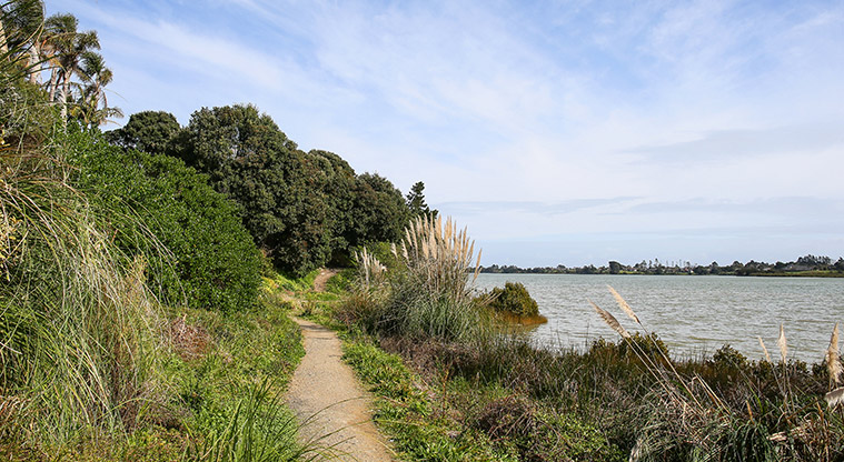 Conifer Grove Path - Track section of the path.