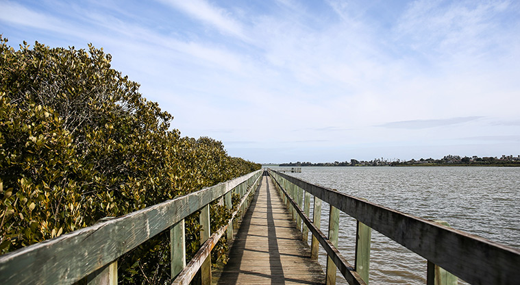 Conifer Grove Path - Boardwalk section.