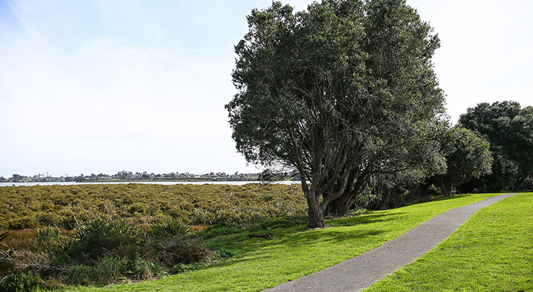 Conifer Grove Path - Path along mangrove edge.