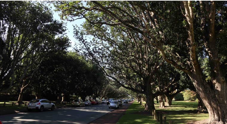 Cornwall Park Heritage Path – The path follows through the Puriri Drive.