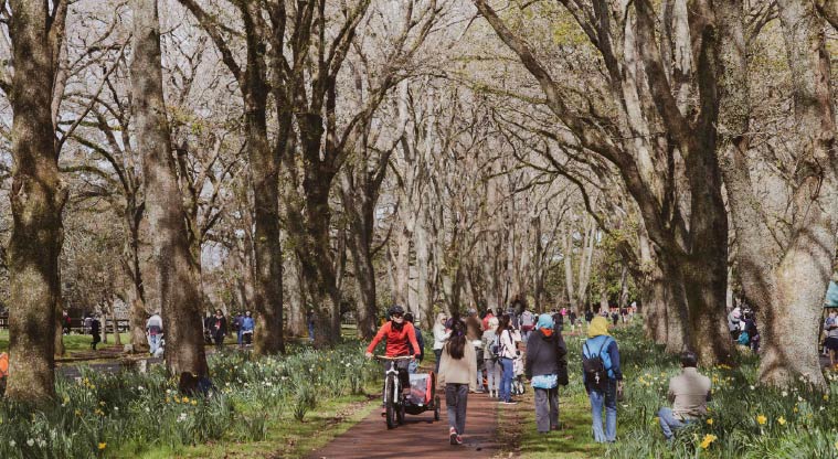 Cornwall Park Heritage Path – Walk through a glade of trees.