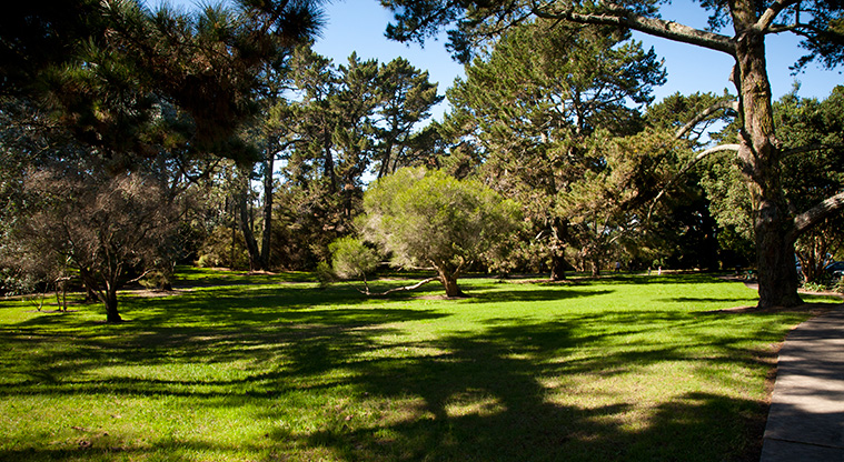 Craigavon Path - Trees along the walk in Craigavon Park.
