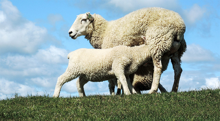 Duder Farm Path - See Spring lambs (seasonal)