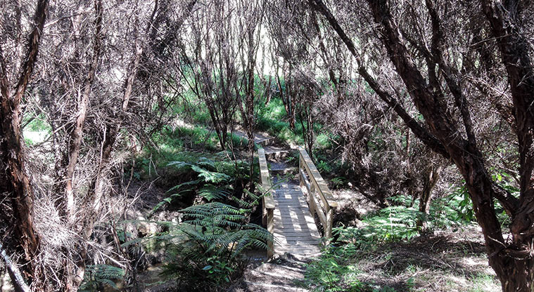 Duder Sustainable Path - Path through Manuka scrub