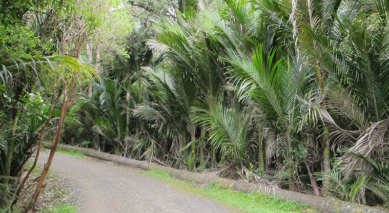 Exhibition Drive Track - Follow the pipeline.