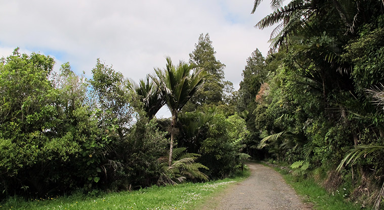 Exhibition Drive Track - Track through the bush.