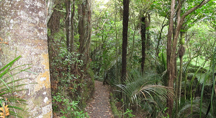 Fernglen Path - Path weaving through the native bush.