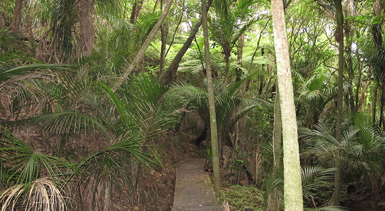 Fernglen Path - Short boardwalk section.