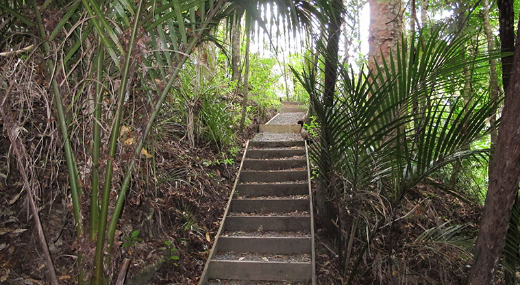 Fernglen Path - Steps leading up to Ben’s Ridge.