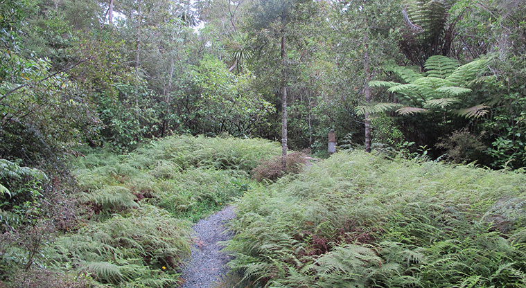 Fernglen Path - Ben’s Ridge has a number of native plants referenced.
