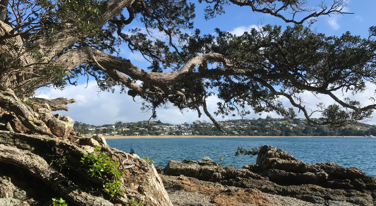 Fishermans Rock Path - The first rocky beach at the bottom of Newton Reserve has a wonderful old pōhutukawa tree and great rock pools.
