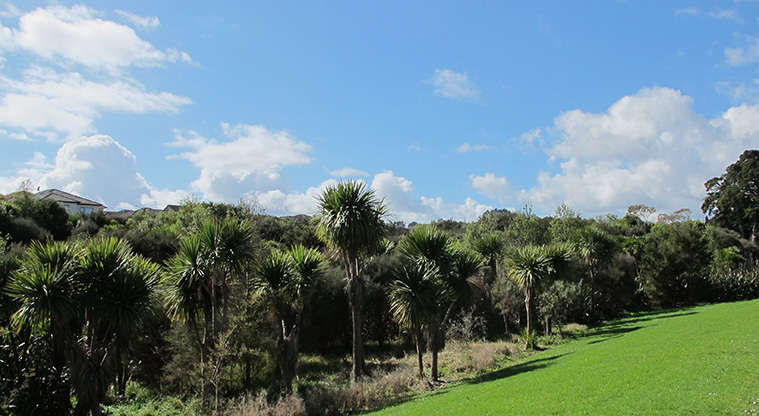 Flat Bush Path - Views of the bush and wetlands from the path.