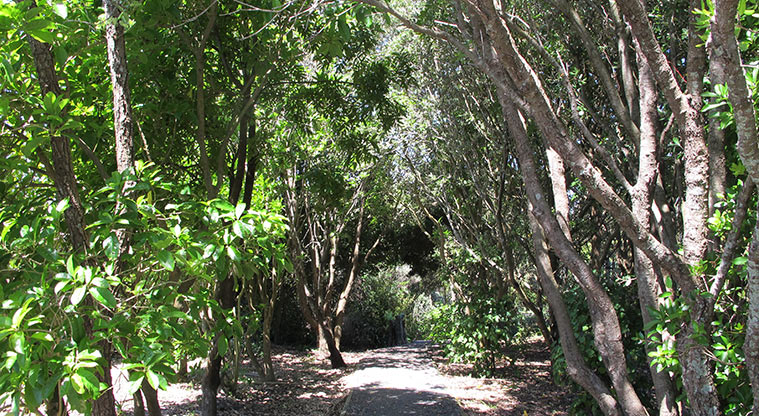 Gittos Domain Path - Path start from Blockhouse Bay Road and Armanasco House.