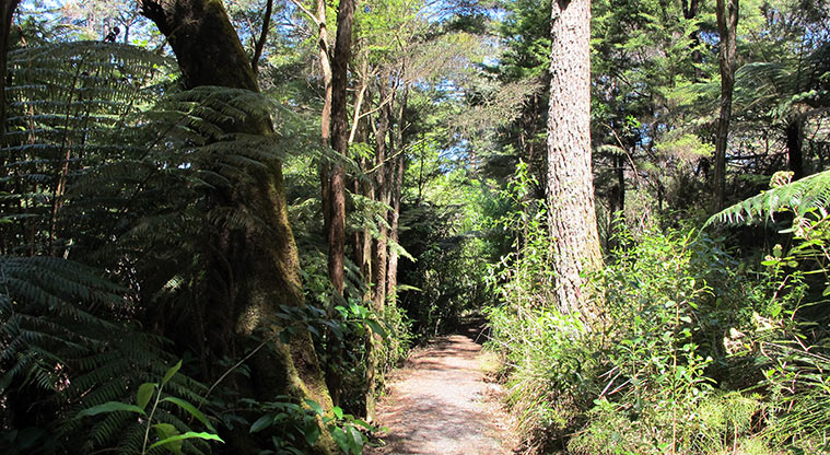 Gittos Domain Path - Path turns into gravel path weaving through the trees.