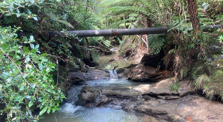 Greenhithe East Path – The stream here is surrounded by bush