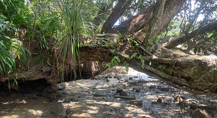 Greenhithe to Wharf Path - Near the end, you’ll need to climb down to the mudflats and duck under the big tree.