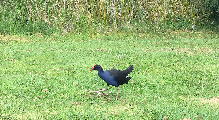Gulf Harbour Path – Keep an eye out for pūkeko as you walk.