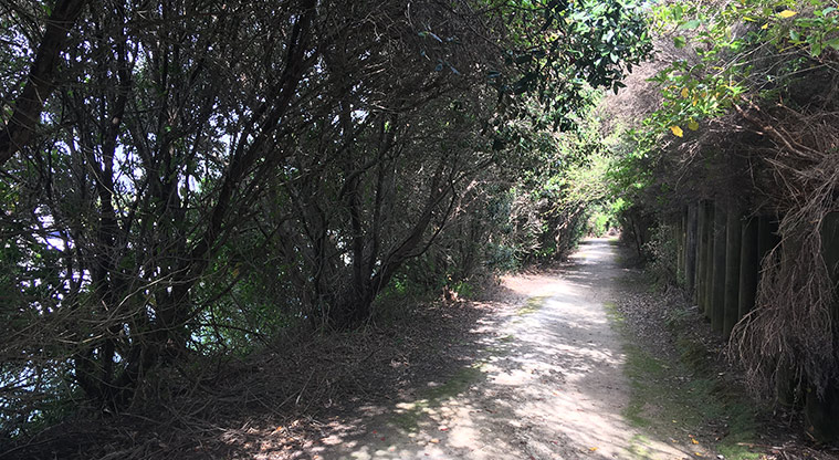 Gulf Harbour Marina Path - Short section of bush