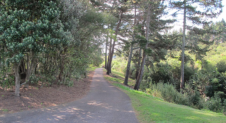 Heron Park Path - Path under large pine trees.
