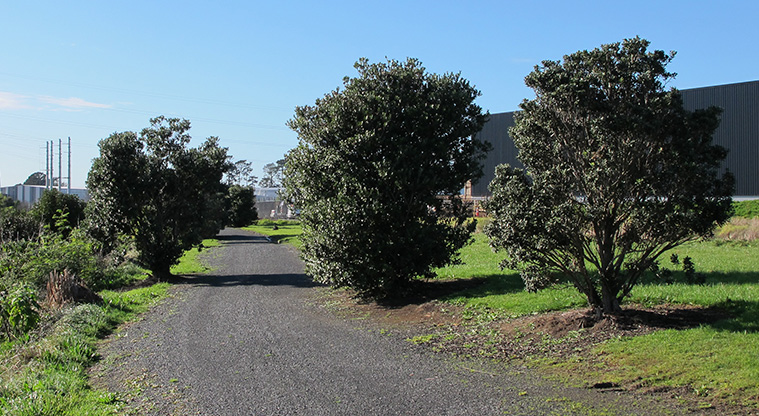 Highbrook Path - Path weaving between pōhutukawa trees.