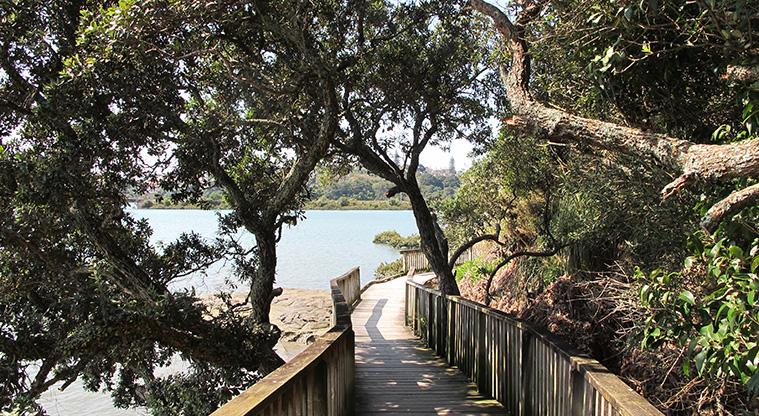 Hobson Bay East Path - The path winds between overhanging pōhutukawa trees.