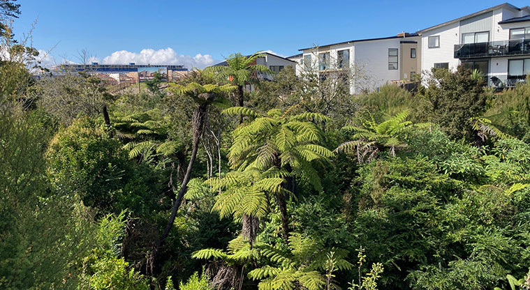Hobsonville Point Path – Nature and housing areas are beautifully combined.