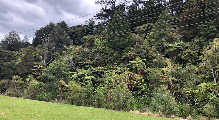 Hooton Reserve Path - View across to native bush escarpment.