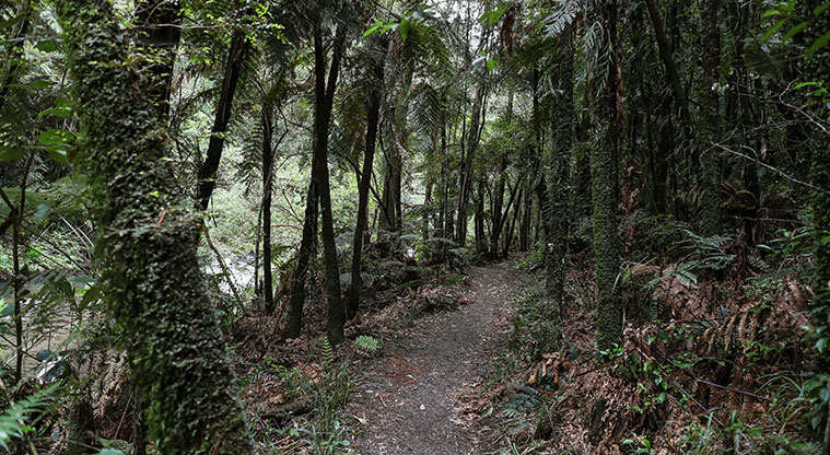 Hūnua Cossey Dam Path - Threading through native bush.
