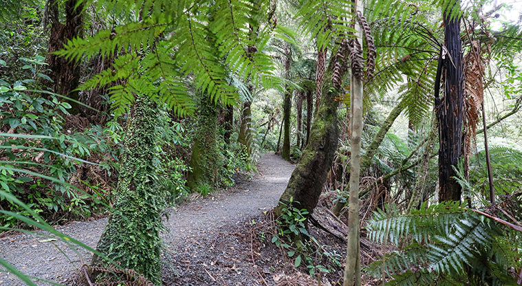 Hūnua Falls Path - Path winds through short section of bush.