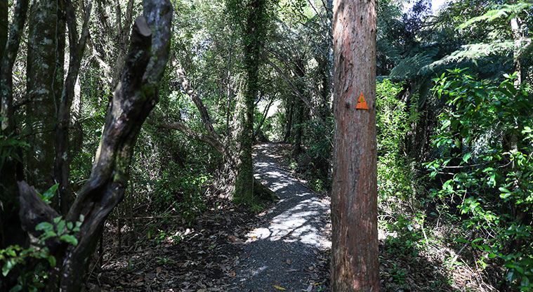 Hūnua Suspension Bridge Path - Gravel track threading through bush.