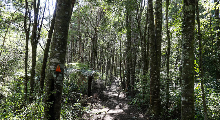 Hūnua Suspension Bridge Path - Great walk through established bush.