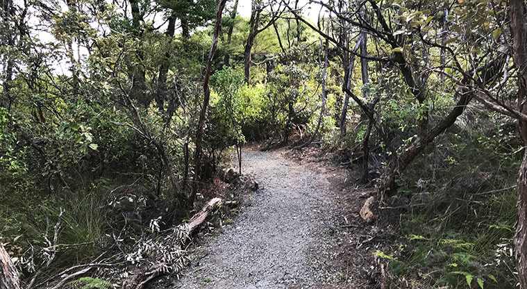 Iona Mine Path - The gravel path meanders down the hill through regenerating forest.