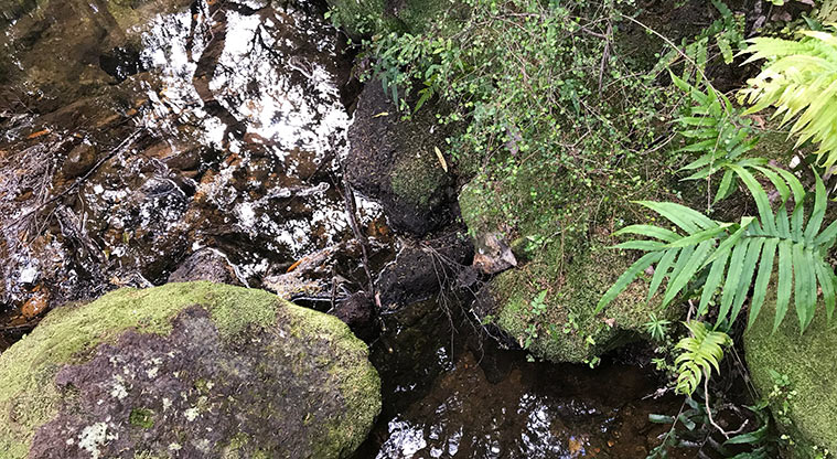 Iona Mine Path - Stop and enjoy the shaded stream. There is a small swimming hole further upstream as well.