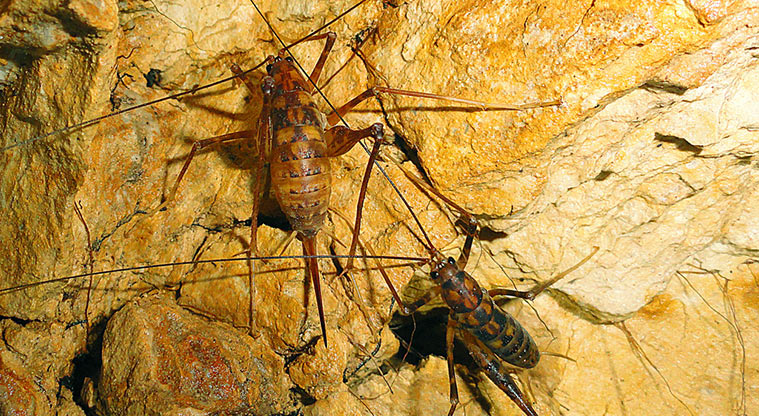 Iona Mine Path - Make sure you look up and check out the resident cave wētā – but please don’t touch!