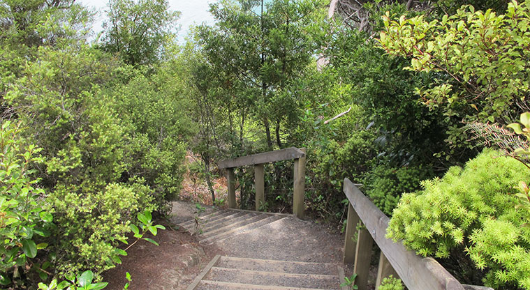 Kauri Point Centennial Path - Steps down to Kendalls Bay