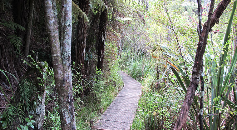 Kauri Point Centennial Path - A short section of narrow boardwalk