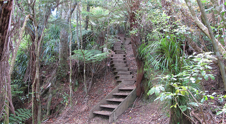Kauri Point Centennial Path - Expect a number of stairs