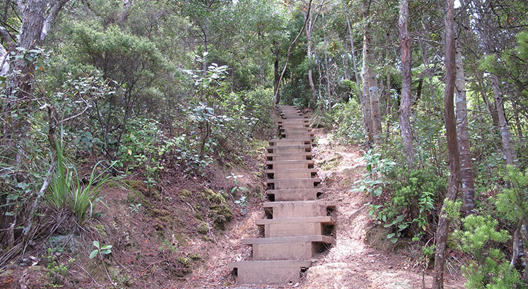 Kauri Point Centennial Path - More stairs up through the bush