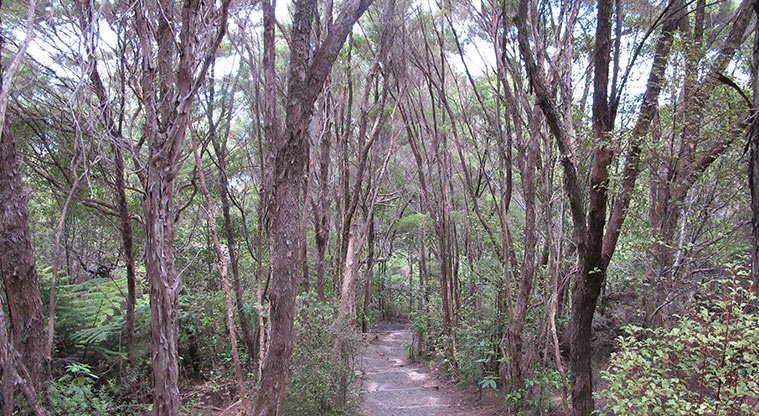Kauri Point Centennial Path - Bush through established Kanuka
