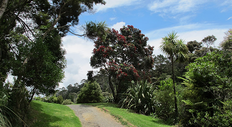 Kauri Point Domain Path - Path is wide gravel with gentle undulations