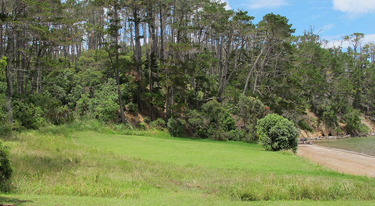 Kauri Point Domain Path - Great dog off-leash area at Fitzpatrick Bay beach
