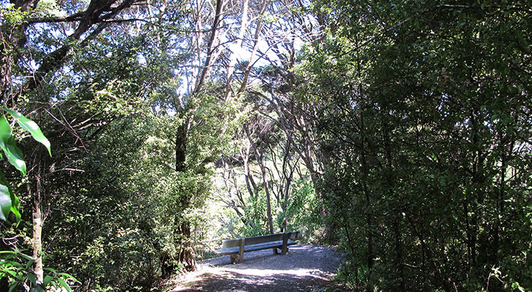Kepa Bush Path - First lookout is signposted about 60m off the main loop.