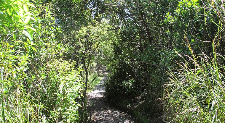 Kepa Bush Path - Typical gravel section of the path.