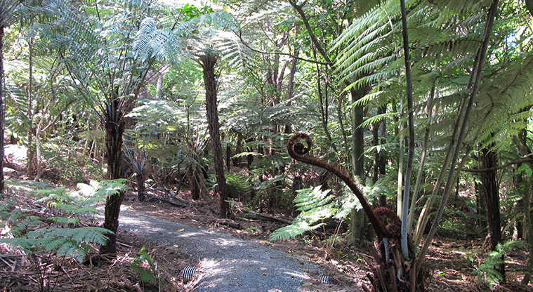 Kepa Bush Path - Ferns alongside the track.