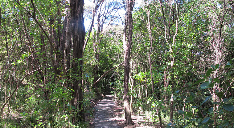 Kepa Bush Path - Path through mānuka and pūriri.